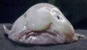 blobfish.jpg