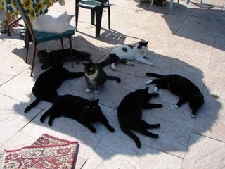 cats-in-the-shade-1.jpg