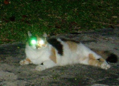 heterochormia-catlights.jpg
