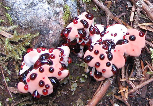 blood_tooth_fungus1.jpg