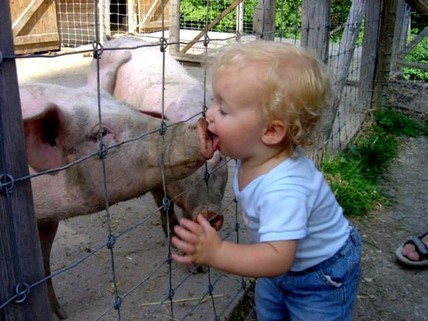 kissing_pig-growabrain.jpg