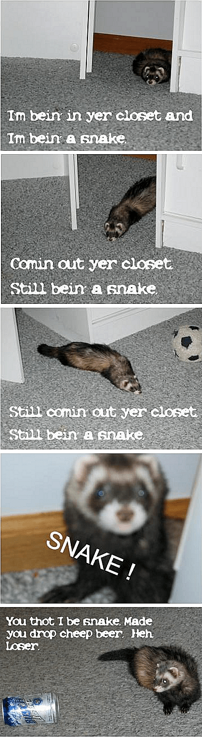 LOL FERRET_TackyRaccoons