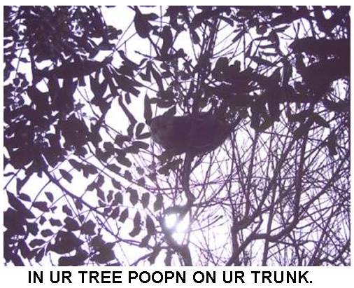 lol-possum-in-tree.jpg