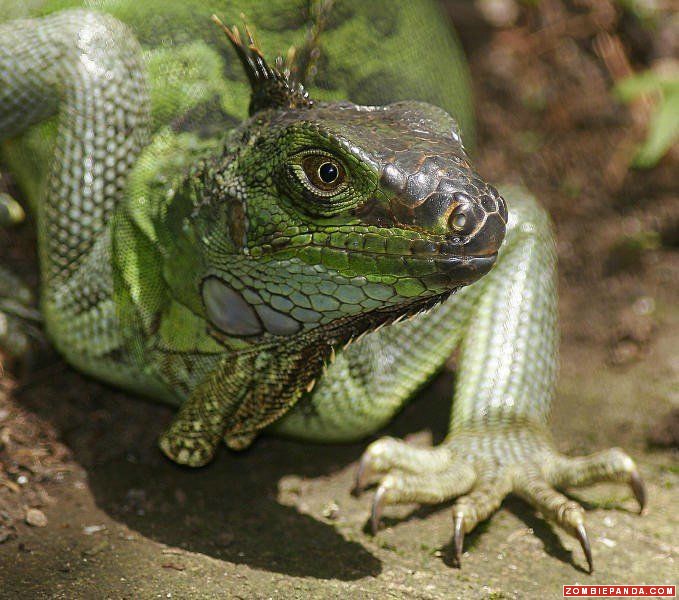iguana_zombiepandapt17.jpg