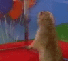 prairie-dog.gif
