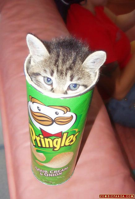 pringleskitty_zombiepandapt11.jpg