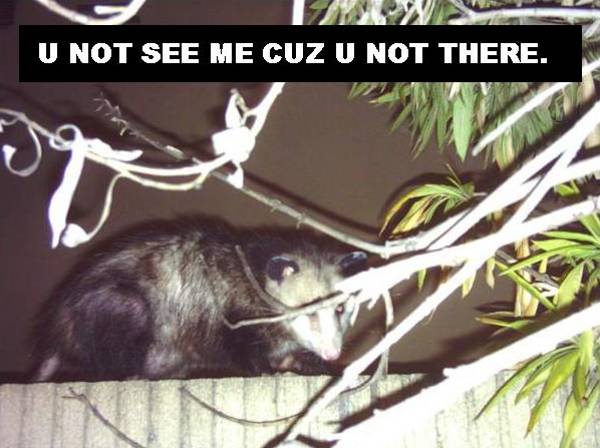 080323-lol-possum.jpg