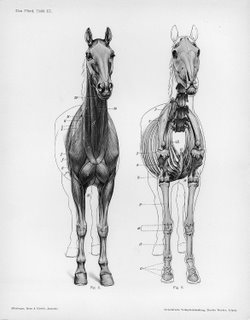 anatomy-horse_hanuman.jpg