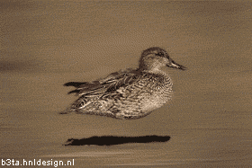 hoverduckie2_totalleh