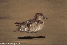 hoverduckie4_totalleh