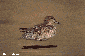 hoverduckie5_totalleh