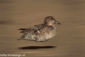 hoverduckie6_totalleh