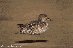 hoverduckie7_totalleh