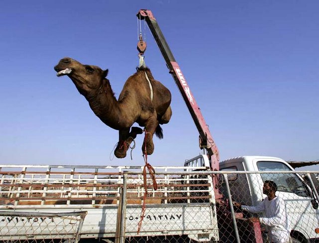 camel-fishing_drb-film-081022