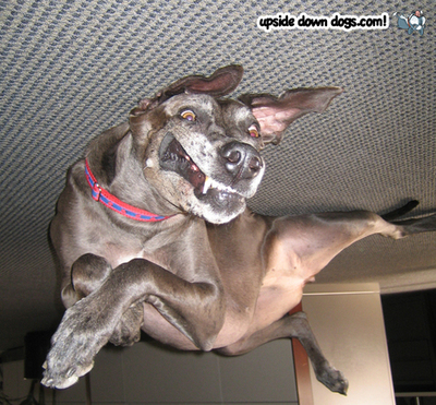 kkpbmv7axf4f6118jlu863eao1_400