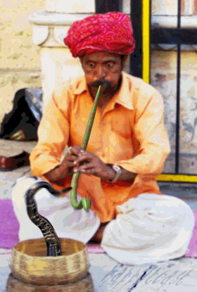 snakecharmer