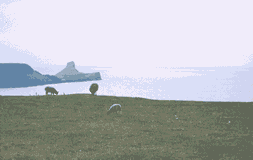 sheep_again_digitalmediatree