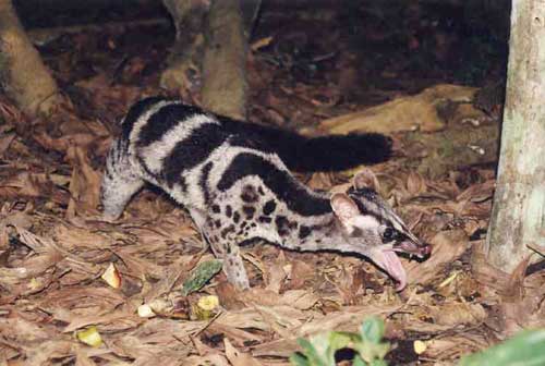 civet civet