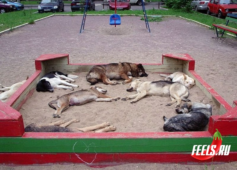 dogs-know-where-the-best-sand-is_feelsru