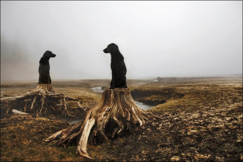 growing-labradors growing-labradors