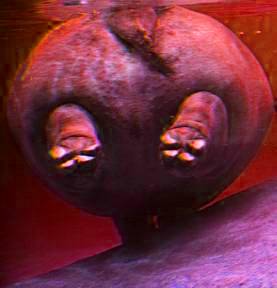 hippo-underwater_natgeo-081216c hippo-underwater_natgeo-081216c