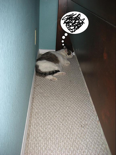 lucid-cat-dreams_visla-090213 lucid-cat-dreams_visla-090213