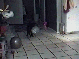 scaredycat_evil-klown-090210 scaredycat_evil-klown-090210