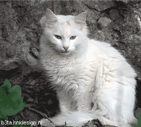 skilletcat_totalleh skilletcat_totalleh