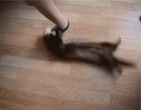 spinnaferret_gif-party spinnaferret_gif-party