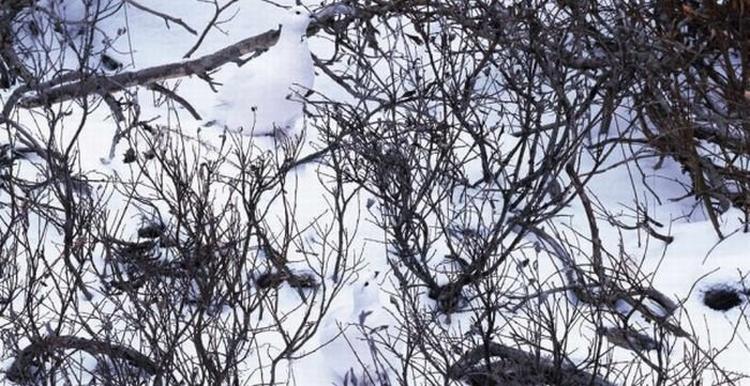 camouflage-2 camouflage-2