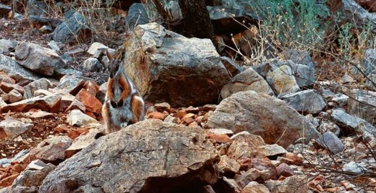 camouflage-4 camouflage-4