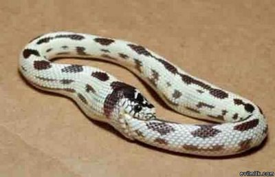 infinitezensnake infinitezensnake