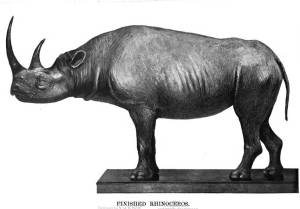 rhinocerous-kit-2_hanuman-090429 rhinocerous-kit-2_hanuman-090429