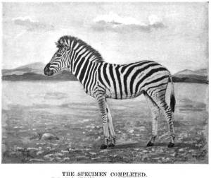 zebra-kit-2_hanuman-0904291 zebra-kit-2_hanuman-0904291