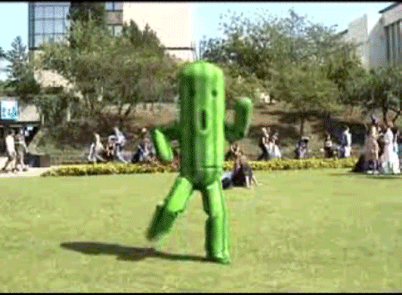 Cactus Dance_GIF Bin Cactus Dance_GIF Bin