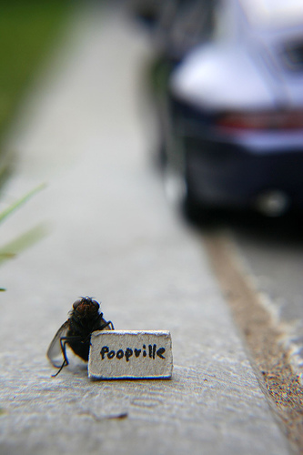 Mr. Fly Vacation Mr. Fly Vacation