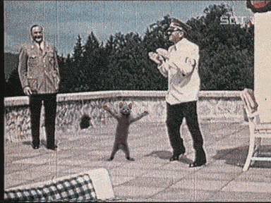 Nazi Dance Cat_GIF Bin Nazi Dance Cat_GIF Bin