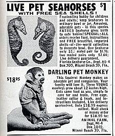 Seahorse or Monkey_Chawed Rosin 090517 Seahorse or Monkey_Chawed Rosin 090517