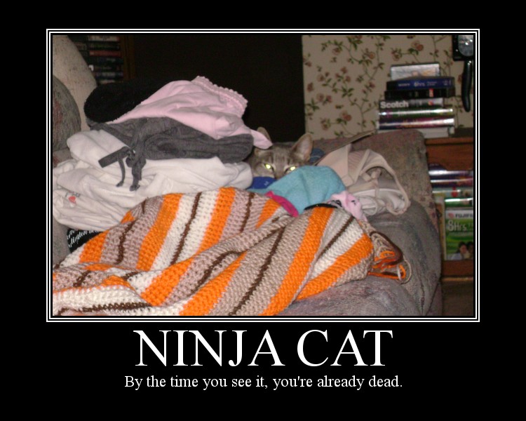 Ninja Cat 2_tackyraccoons