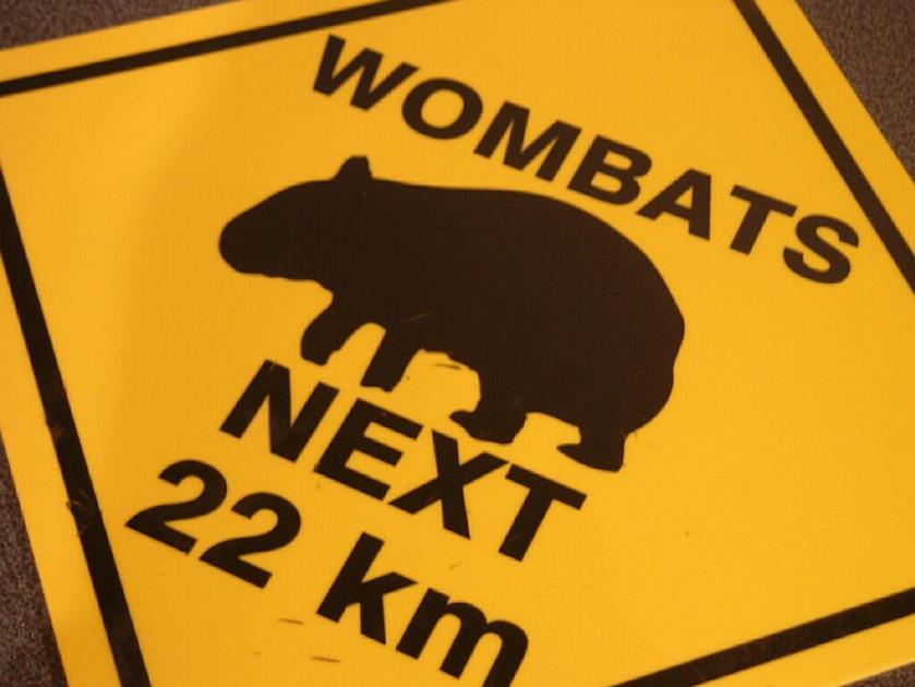 wombats wombats