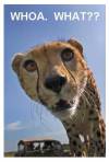 cheetah-whoa2 cheetah-whoa2