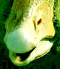 Goose1.1_Gimcrack 090705