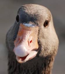 Goose_Gimcrack 090705