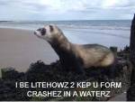 lol-ferret-litehouse2 lol-ferret-litehouse2