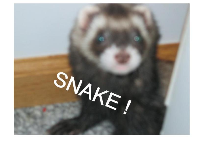 lol-ferret-snake lol-ferret-snake