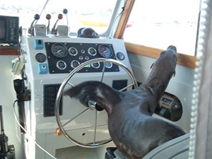 Sea Lion Newport Beach_KTLA 010709 Sea Lion Newport Beach_KTLA 010709