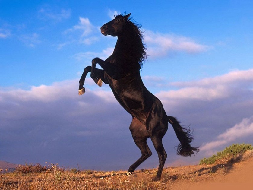 black-stallion COMING FOR YOU!