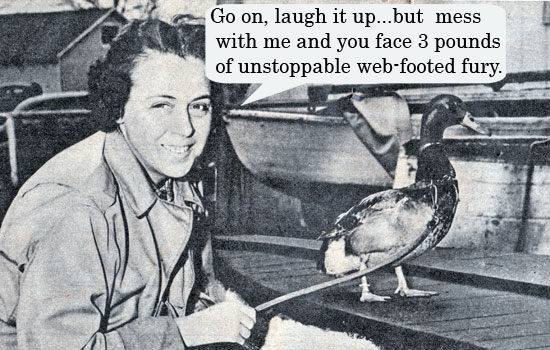 Duck Fury_Fengtastic 090803 Duck Fury_Fengtastic 090803