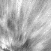 evolution_Animated Gifs 090806