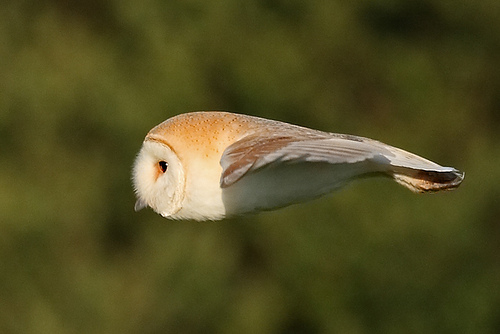 Flying Applebird_Hypnogoria 090805 Flying Applebird_Hypnogoria 090805